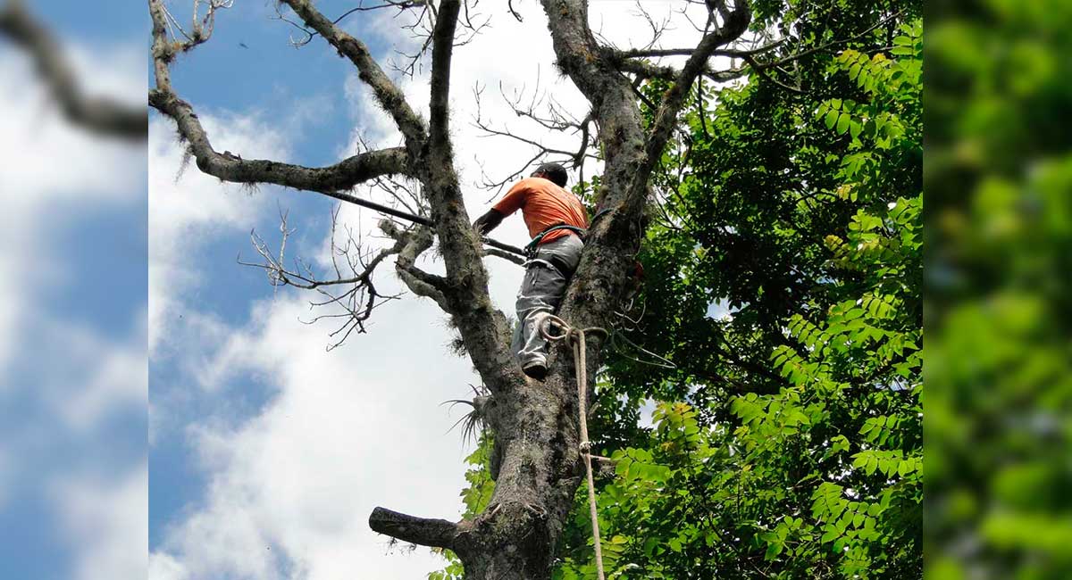 Defesa Civil poda árvores que oferecem risco à segurança