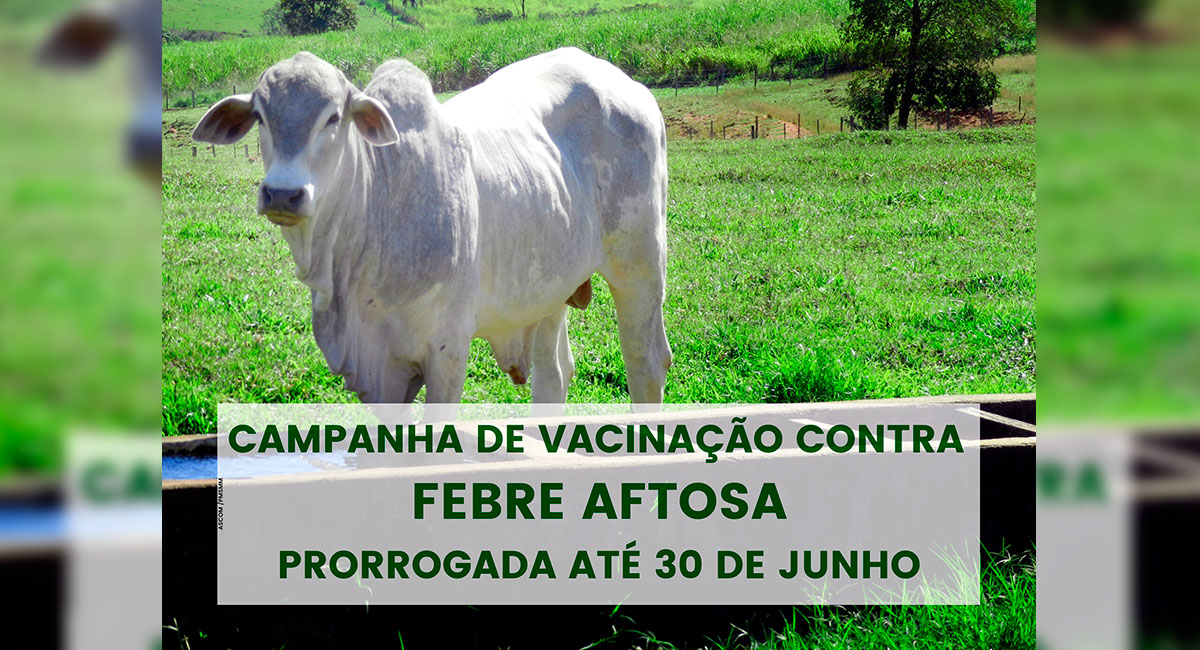 Campanha de vacinação contra febre aftosa é prorrogada para o dia 30 de junho