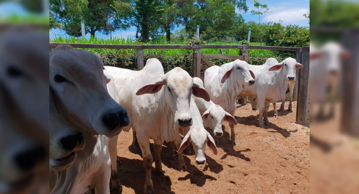 Campanha de vacinação contra a febre aftosa vai até 15 de dezembro