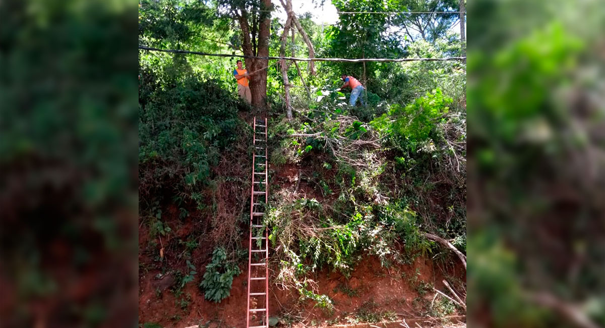 Defesa Civil realiza o corte de árvores com risco de queda